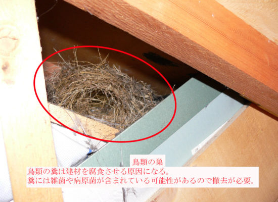 鳥類の営巣